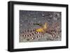 Wunderpuss Octopus-Hal Beral-Framed Photographic Print