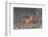 Wunderpuss Octopus-Hal Beral-Framed Photographic Print