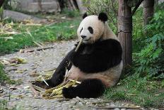 Adult Giant Panda Bear Eating Bamboo Shoots-wusuowei-Photographic Print