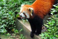 Adult Giant Panda Bear Eating Bamboo Shoots-wusuowei-Photographic Print