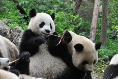 Adult Giant Panda Bear Eating Bamboo Shoots-wusuowei-Laminated Photographic Print