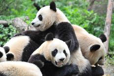 Adult Giant Panda Bear Eating Bamboo Shoots-wusuowei-Photographic Print