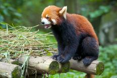 Adult Giant Panda Bear Eating Bamboo Shoots-wusuowei-Photographic Print