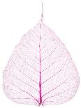 Old and Dry Pink Pho Leaf Detail-wuttichok-Photographic Print