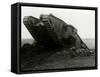WW1 - British 'Tadpole' Tank-null-Framed Stretched Canvas
