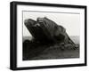 WW1 - British 'Tadpole' Tank-null-Framed Photographic Print
