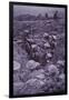 WW1 British Troops in Roughly Dug Trenches Await the Signal to Attack During Third Battle of Ypres-null-Framed Photographic Print