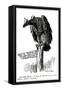 WW1 - Cartoon - as the Eagle Flies-null-Framed Stretched Canvas