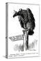 WW1 - Cartoon - as the Eagle Flies-null-Stretched Canvas