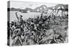 WW1 - Dardanelles Campaign - Australians and Indians Battle-null-Stretched Canvas