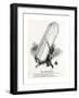 WW1 - Successful Zeppelin Raid-F^h^ Townsend-Framed Giclee Print