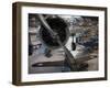 WW2 Aviation Display, National Naval Aviation Museum, Pensacola, Florida, USA-Walter Bibikow-Framed Photographic Print