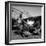 WWII: Tuskegee Airmen, 1945-Toni Frissell-Framed Premium Giclee Print