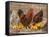 Wyandotte (Breed) Rooster and Hen-Lynn M^ Stone-Framed Stretched Canvas