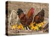 Wyandotte (Breed) Rooster and Hen-Lynn M^ Stone-Stretched Canvas