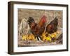 Wyandotte (Breed) Rooster and Hen-Lynn M^ Stone-Framed Photographic Print