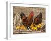 Wyandotte (Breed) Rooster and Hen-Lynn M^ Stone-Framed Photographic Print
