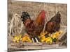 Wyandotte (Breed) Rooster and Hen-Lynn M^ Stone-Mounted Photographic Print