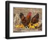 Wyandotte (Breed) Rooster and Hen-Lynn M^ Stone-Framed Photographic Print