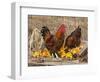 Wyandotte (Breed) Rooster and Hen-Lynn M^ Stone-Framed Photographic Print