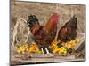 Wyandotte (Breed) Rooster and Hen-Lynn M^ Stone-Mounted Photographic Print