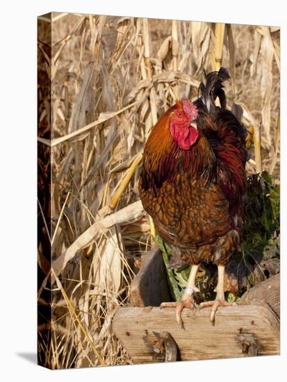 Wyandotte (Breed) Rooster-Lynn M^ Stone-Stretched Canvas