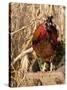 Wyandotte (Breed) Rooster-Lynn M^ Stone-Stretched Canvas