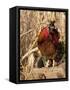 Wyandotte (Breed) Rooster-Lynn M^ Stone-Framed Stretched Canvas