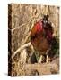 Wyandotte (Breed) Rooster-Lynn M^ Stone-Stretched Canvas