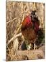 Wyandotte (Breed) Rooster-Lynn M^ Stone-Mounted Photographic Print