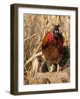 Wyandotte (Breed) Rooster-Lynn M^ Stone-Framed Photographic Print