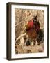 Wyandotte (Breed) Rooster-Lynn M^ Stone-Framed Photographic Print