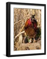 Wyandotte (Breed) Rooster-Lynn M^ Stone-Framed Photographic Print