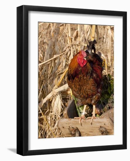 Wyandotte (Breed) Rooster-Lynn M^ Stone-Framed Photographic Print