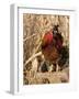 Wyandotte (Breed) Rooster-Lynn M^ Stone-Framed Photographic Print