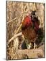 Wyandotte (Breed) Rooster-Lynn M^ Stone-Mounted Photographic Print