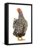 Wyandotte Chicken Silver Laced in Studio-null-Framed Stretched Canvas