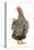 Wyandotte Chicken Silver Laced in Studio-null-Stretched Canvas