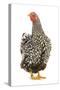 Wyandotte Chicken Silver Laced in Studio-null-Stretched Canvas