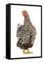 Wyandotte Chicken Silver Laced in Studio-null-Framed Stretched Canvas