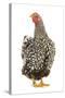 Wyandotte Chicken Silver Laced in Studio-null-Stretched Canvas
