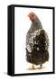 Wyandotte Chicken Silver Laced in Studio-null-Framed Stretched Canvas