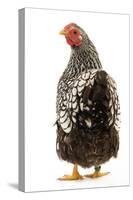 Wyandotte Chicken Silver Laced in Studio-null-Stretched Canvas