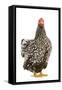 Wyandotte Chicken Silver Laced in Studio-null-Framed Stretched Canvas