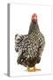 Wyandotte Chicken Silver Laced in Studio-null-Stretched Canvas