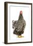 Wyandotte Chicken Silver Laced in Studio-null-Framed Photographic Print