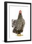 Wyandotte Chicken Silver Laced in Studio-null-Framed Photographic Print