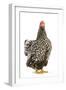 Wyandotte Chicken Silver Laced in Studio-null-Framed Photographic Print