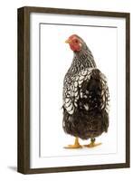 Wyandotte Chicken Silver Laced in Studio-null-Framed Photographic Print