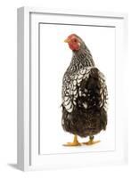 Wyandotte Chicken Silver Laced in Studio-null-Framed Photographic Print